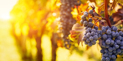 Murray, Barossa & The Opera Tours, couples and events holiday experience
